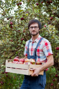 Sonbahar hasadı sırasında meyve bahçesinde taze meyve toplarken, çiftçi işçinin elmayla yakın çekimi. Hasat zamanı.