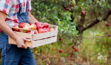 Kareli gömlekli, gülen bir erkek çiftçi. Elma bahçesinde kırmızı elmalarla dolu tahta bir sandık tutuyor. Hasat zamanı.