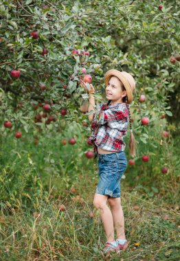 Neşeli kız arka planda duruyor kırmızı elmalı bir meyve bahçesi, tatlar, atıştırmalıklar, vitaminler, organik meyveler. O, kareli gömlek ve şapka giydi. Aile pikniği, sonbahar elma hasadı.