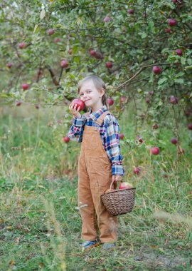 Hasır sepetli bir elma bahçesinin ortasında duran sevimli, neşeli çocuk organik elma hasadına katılıyor. Hasat konsepti. Sonbahar elma hasadı..