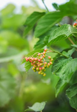 Yazın sonlarında olgunlaşmamış kırmızı viburum meyveleri. Ormanlarda yeşil arka planda Viburnum opulus gülü