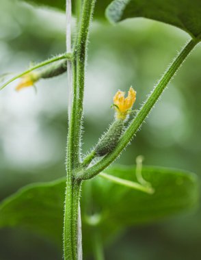 Sarmaşık üzerinde sarı bir çiçeğin dibinde küçük bir salatalık oluşuyor, yumuşak yeşil arka planda makro detaylarda yakalanıyor..
