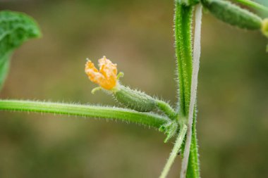 Sarmaşık üzerinde sarı bir çiçeğin dibinde küçük bir salatalık oluşuyor, yumuşak yeşil arka planda makro detaylarda yakalanıyor..