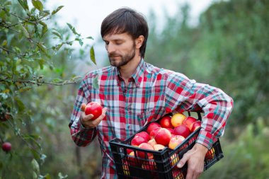 Meyve bahçesinde olgun kırmızı elmalar hasat eden çiftçi sonbahar mevsimi boyunca taze organik ürünlerle dolu sandık dolusu meyve tutuyor..