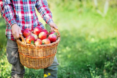 Aydınlık sonbahar hasat gününde meyve bahçesinde taze toplanmış kırmızı elmalarla dolu hasır sepeti tutan çiftçi..