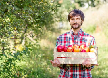Elinde kırmızı elmalarla dolu ahşap kutu olan adam sonbahar hasat mevsiminde yeşil meyve bahçesinde duruyor..