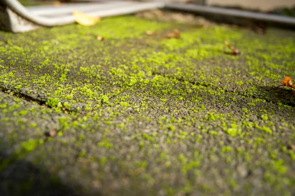 Zelený Mech Dlažebních Kamenech Podzimními Listy — Stock fotografie