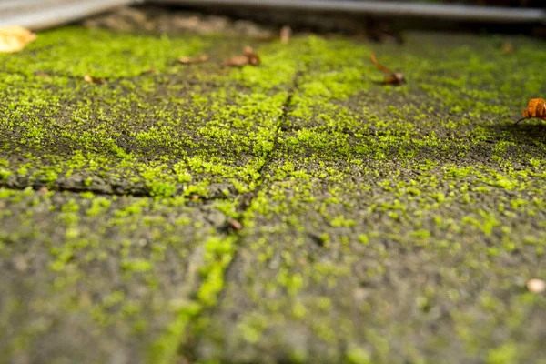 Musgo Verde Las Piedras Del Pavimento Con Hojas Otoño —  Fotos de Stock