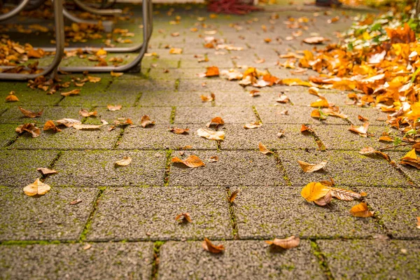 Selektivní Ostrost Podzimního Listí Chodníku Prostorem Bez Textu — Stock fotografie