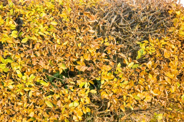 Vyschlý Polámaný Živý Plot Zahradě Podzim — Stock fotografie