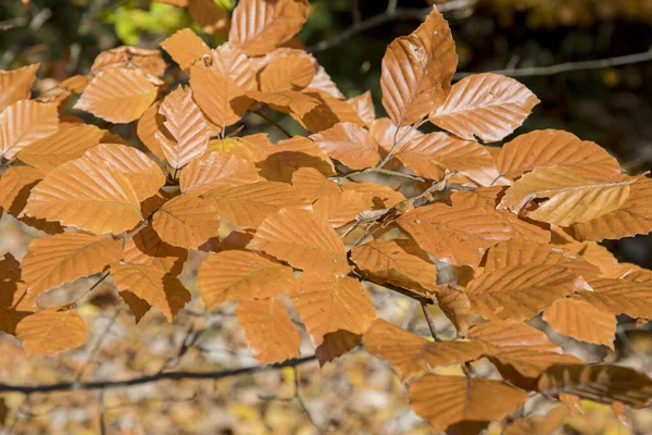 Suché Podzimní Listy Větví — Stock fotografie