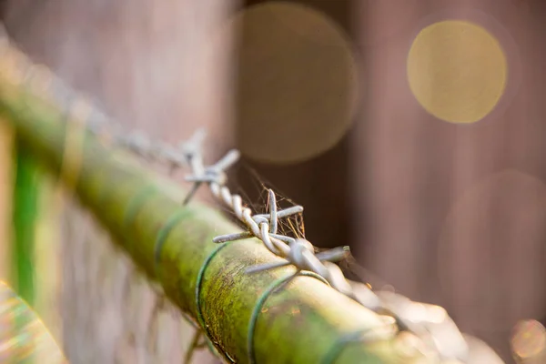 Prikkeldraad Een Groene Tuinpoort — Stockfoto