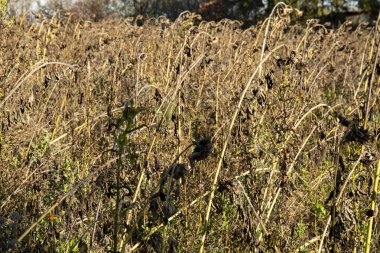 Tarlada kurumuş ayçiçeği.