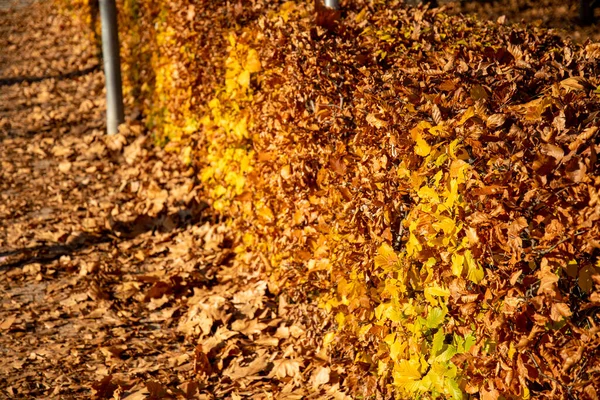 Podzimně Zbarvený Rohový Živý Plot Chodníku — Stock fotografie