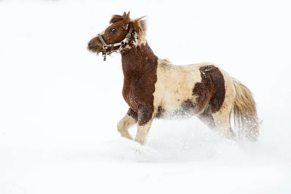 Cavallo Macchiato Galoppare Attraverso Neve — Foto Stock