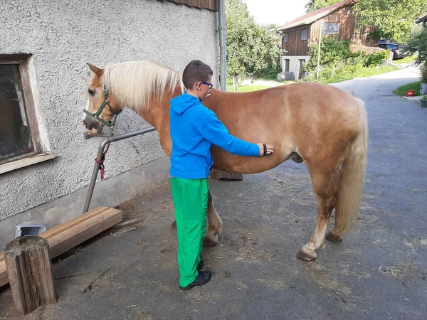 Boy Grooming Horse Front Stable — Stock Photo, Image