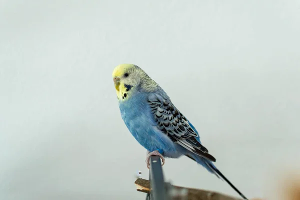 Papagáj Pár Kék Ketrecben — Stock Fotó