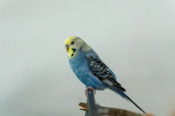 Paire Budgie Bleu Sur Cage — Photo