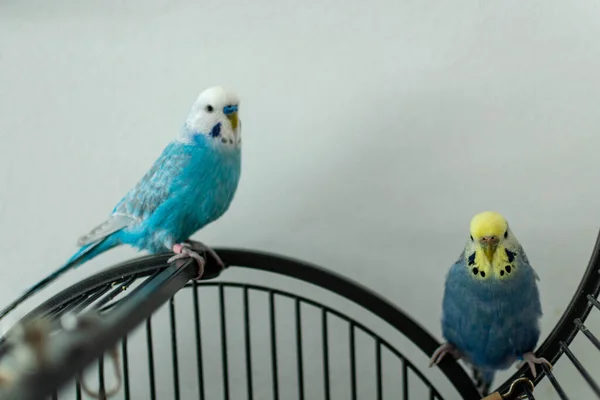 Budgie Paar Blauw Kooi — Stockfoto