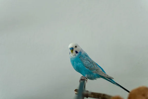 Wellensittich Blaues Männchen Allein Auf Ast — Stockfoto