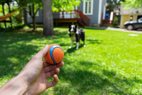 Kézfogás labda játszik kutya — Stock Fotó