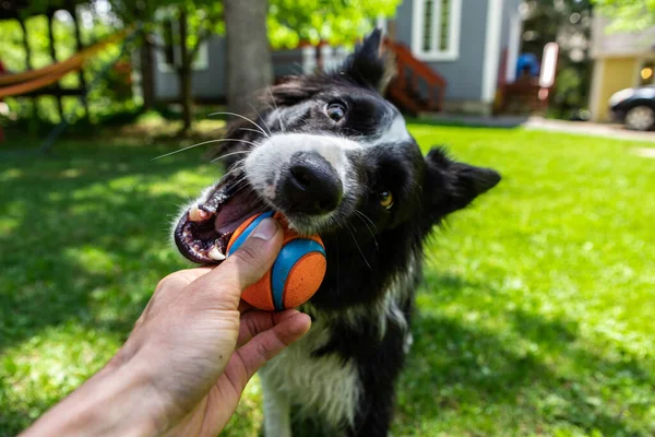 Dog holding ball and playing with master — Stock Photo, Image