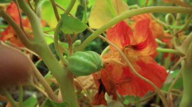 Kadın elinde bahçe makasıyla ormanda yürüyor.