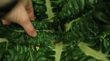 Sürdürülebilir, küçük ölçekli ev yapımı yiyecekler