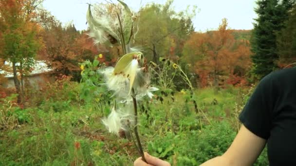 Escolhendo cabeças de flores amarelas brilhantes na floresta — Vídeo de Stock