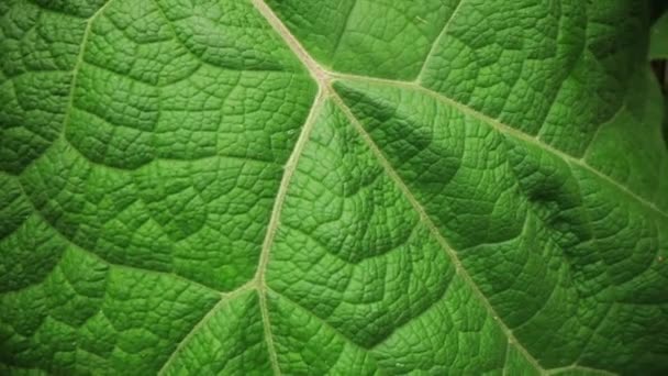 Detalhe macro perto de uma bela folha verde — Vídeo de Stock