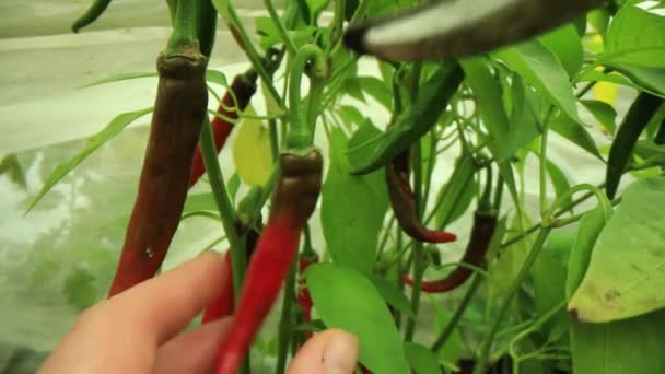Sustainable, small scale home grown food — Stock Video