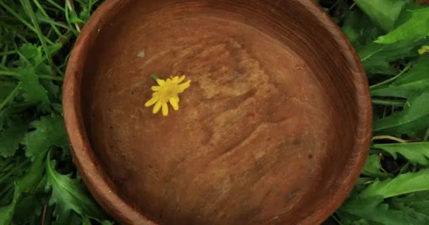 Escolhendo cabeças de flores amarelas brilhantes na floresta — Vídeo de Stock