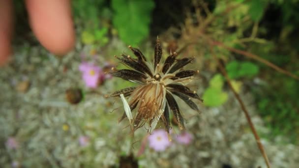 Colheita manual de sementes do botão da flor — Vídeo de Stock