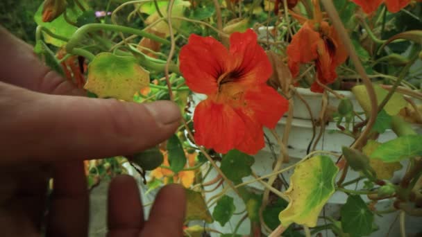 Donna che cammina nel bosco con una cesoia da giardinaggio — Video Stock