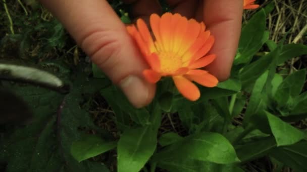 Taglio mani boccioli di fiori con cesoia da giardino — Video Stock