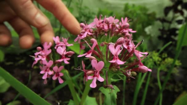 Close up shooting of wild hogweed growing outdoors — Stock Video