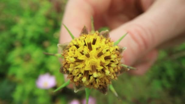 Macro scatti dettagliati di fiore selvatico senza petali — Video Stock