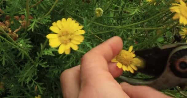 Recogiendo cabezas de flores de color amarillo brillante en el bosque — Vídeos de Stock