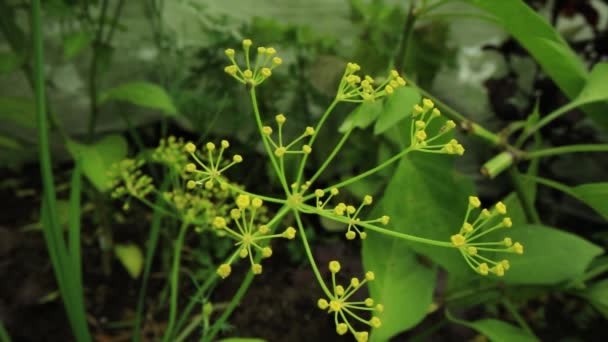 Close up shooting of wild hog-weed growing outdoors — Stock Video