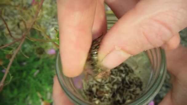 Manually harvesting seeds from the flower bud — Stock Video