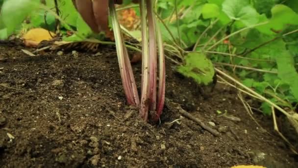 Cibo domestico sostenibile su piccola scala — Video Stock