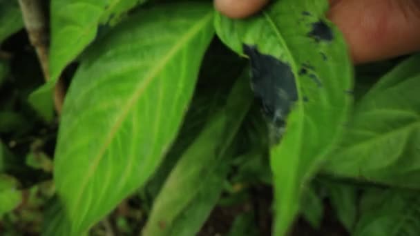 Indigofera tinctoria leaf with black rotting spot — Stock Video