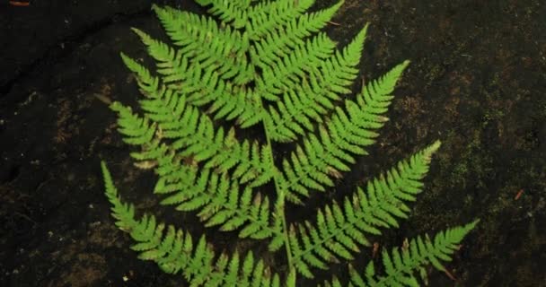 Natures perfection shooting, fern leaf close up — Stock Video