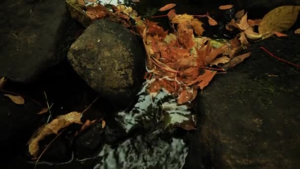Pequeño arroyo que fluye en los bosques otoñales — Vídeos de Stock