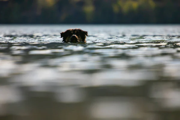 Gran perro negro nadando en un lago canadiense — Foto de Stock