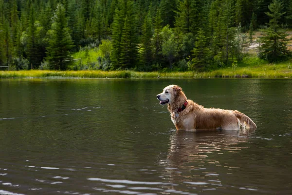 Labrador perro en un lago mirando a la izquierda. — Foto de Stock