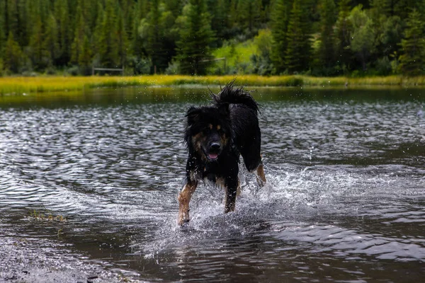 Big black dog splashing happily around — Stock Photo, Image