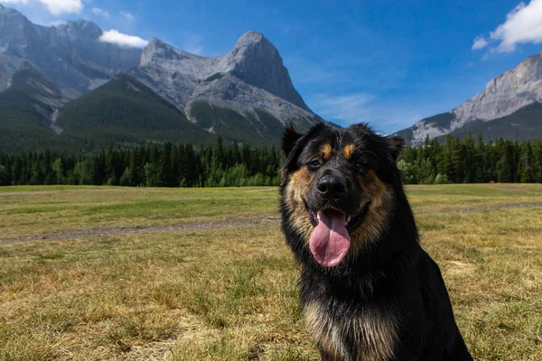 Beautiful bernese mixed dog in the Canadian Rockies. — Stock Photo, Image