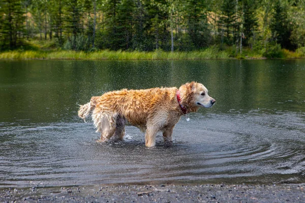Labrador perro ina lago mirando a la derecha — Foto de Stock