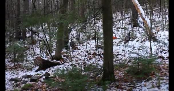 Wilde kalkoen wandelen in het winterbos in Quebec Canada — Stockvideo